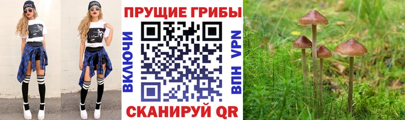 Псилоцибиновые грибы GOLDEN TEACHER  как найти   Полярные Зори 